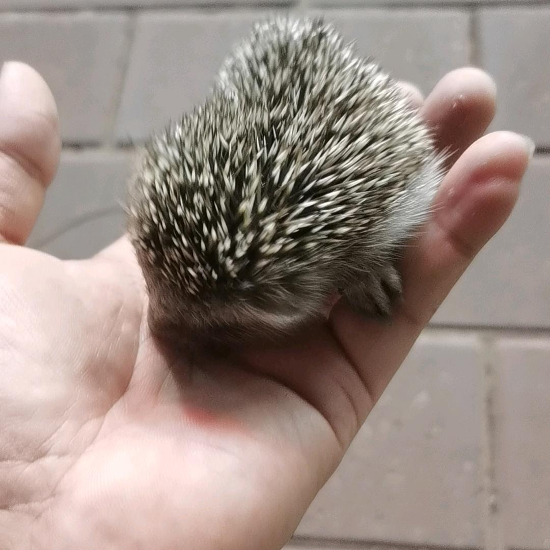 淡定哥