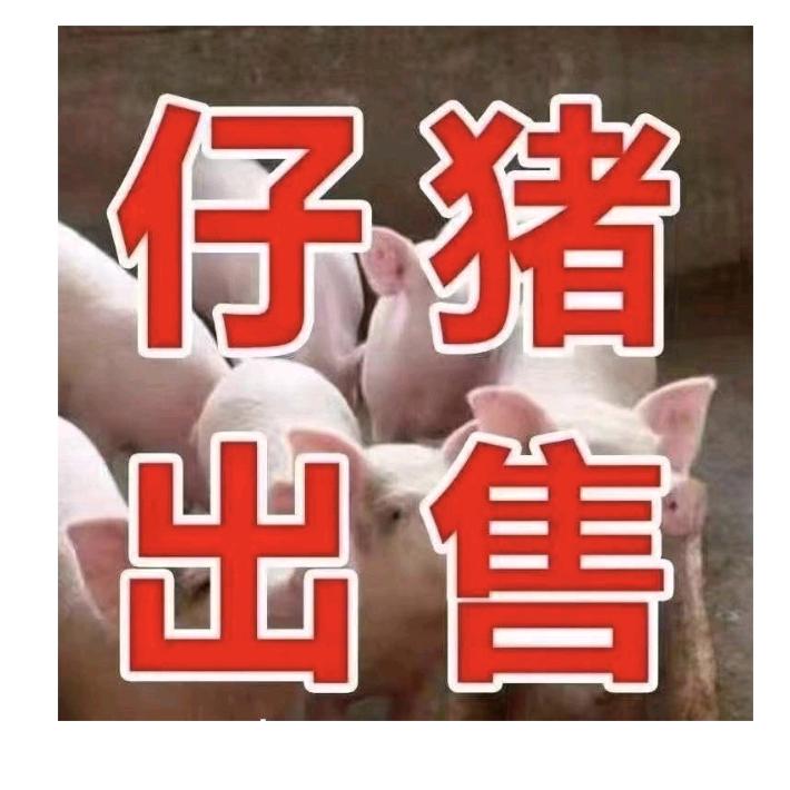 大型养猪场直采☞仔猪母猪种公猪