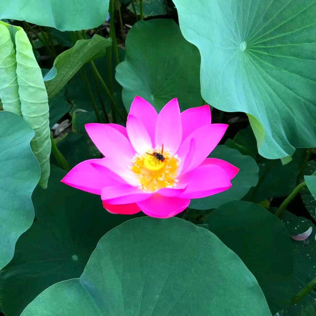 是双鱼啊🌹