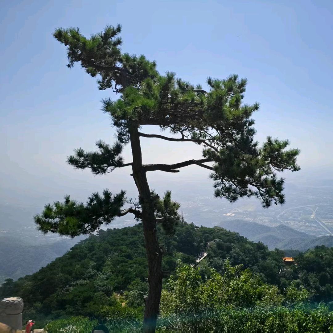 陌颜