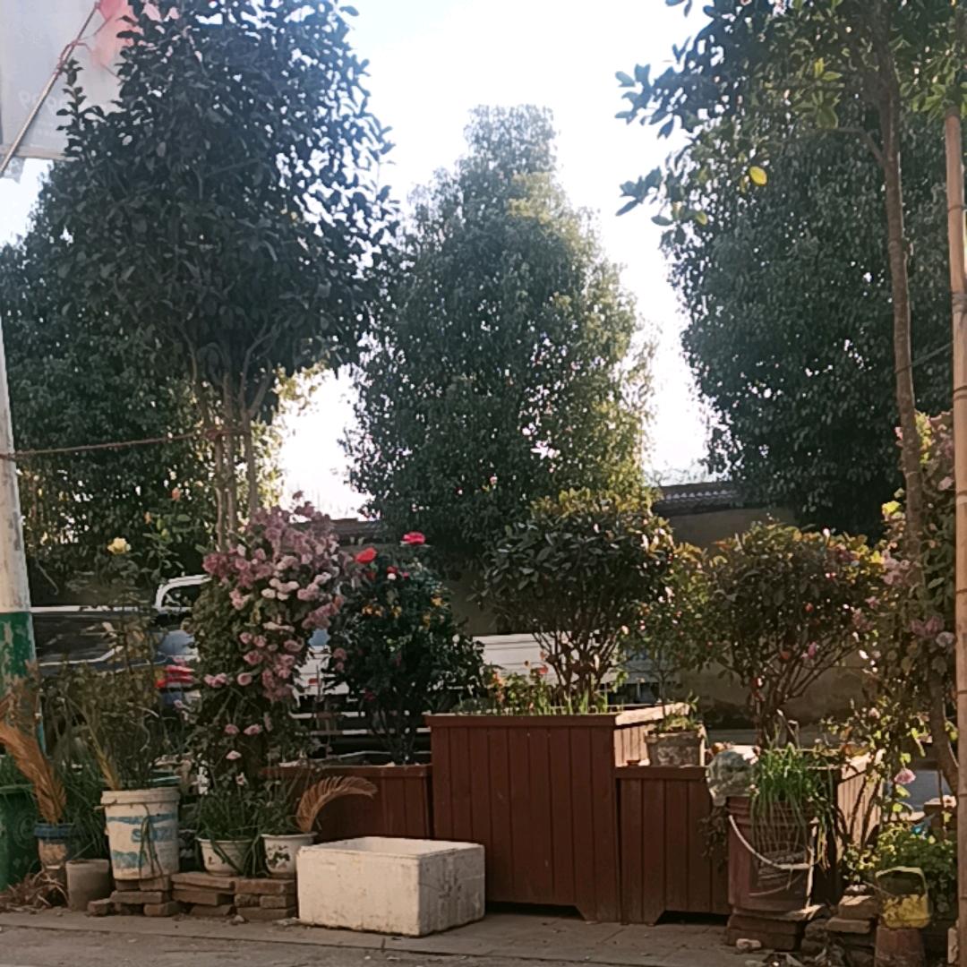 湖北山哥哥  来世无念