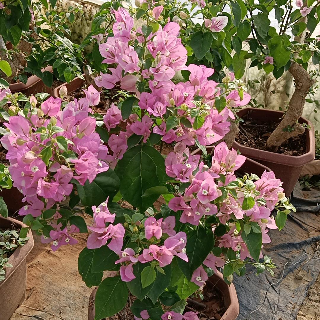 溢满鑫花卉园