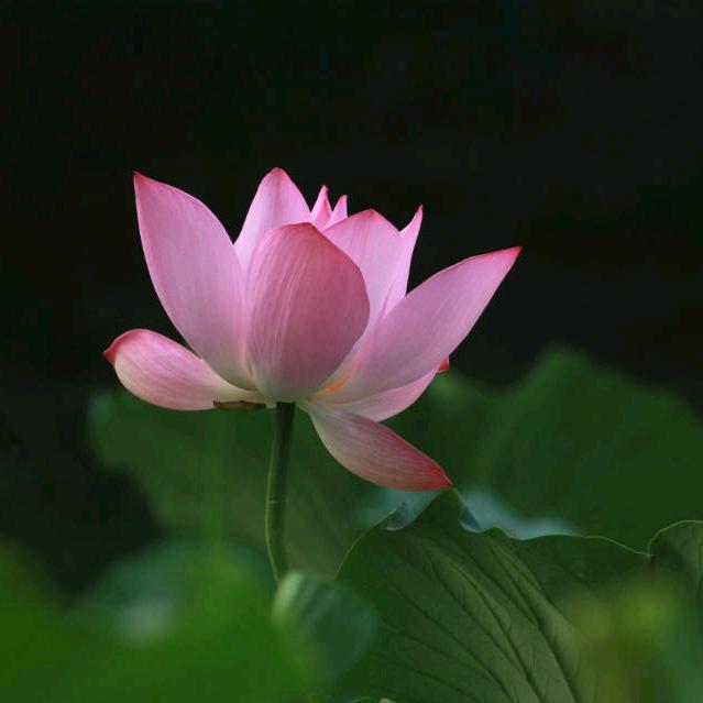 春华秋实HP