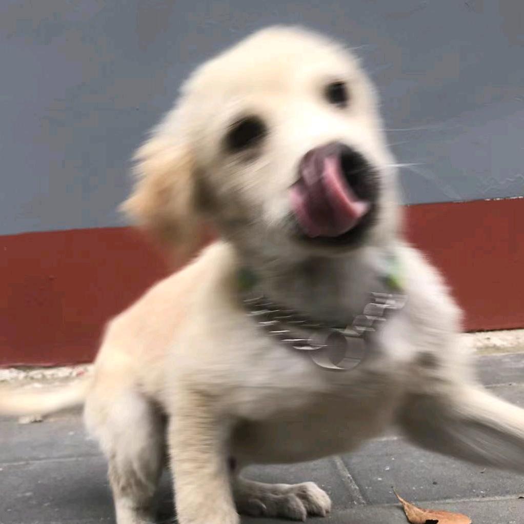 狗哥严选