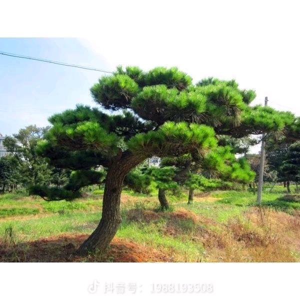 林景园林设计