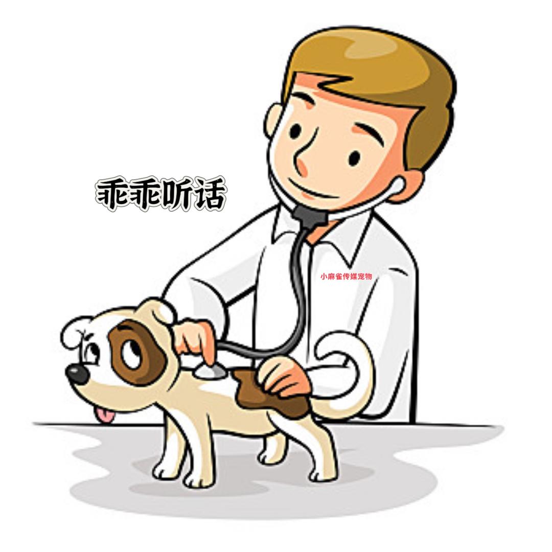 小麻雀宠物生活