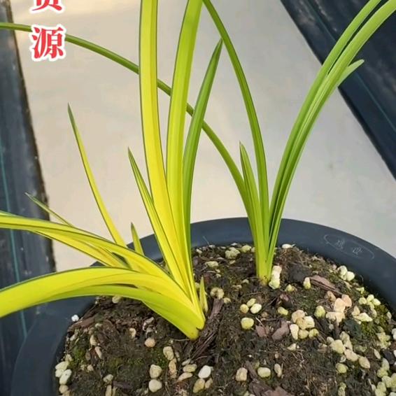 兰若艺草