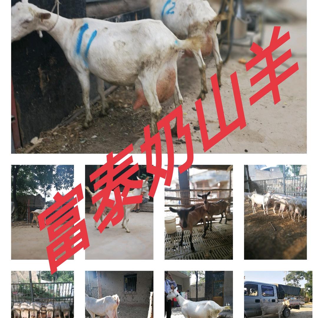陕西富泰奶山羊（王新）