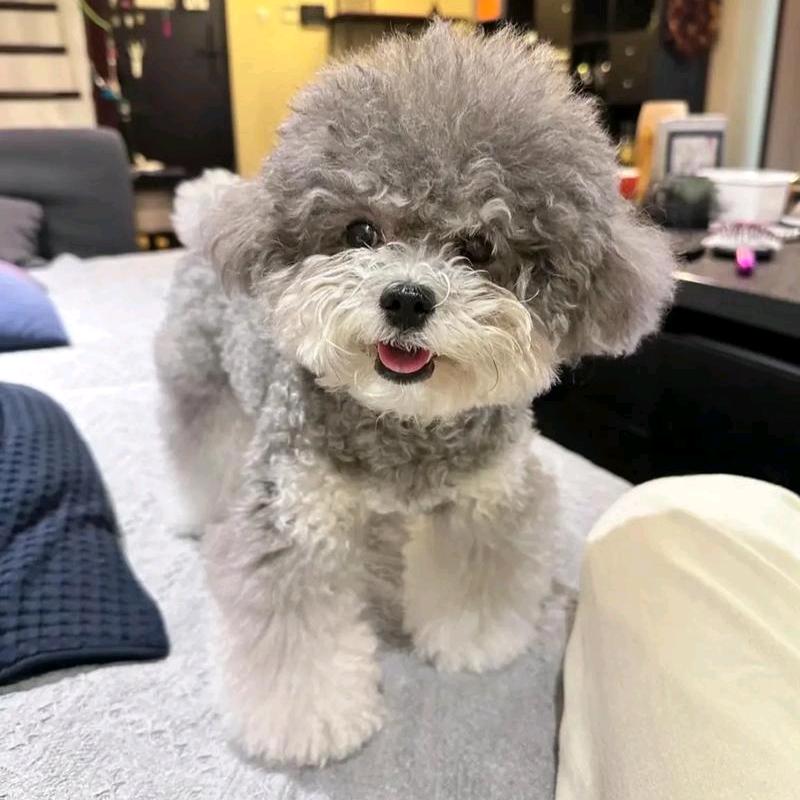 小爱小爱（在胡志明开酒店）