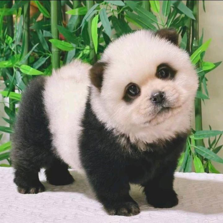 中华田园犬之家