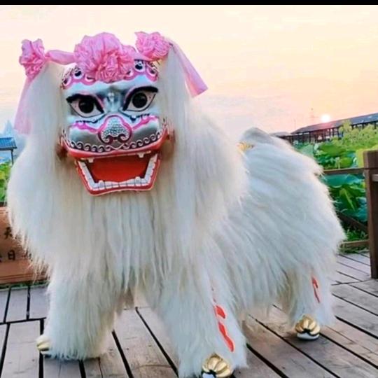 四川网红小白狮       (武狮团)