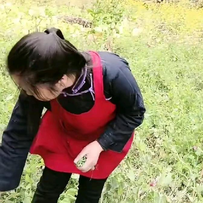 小珍