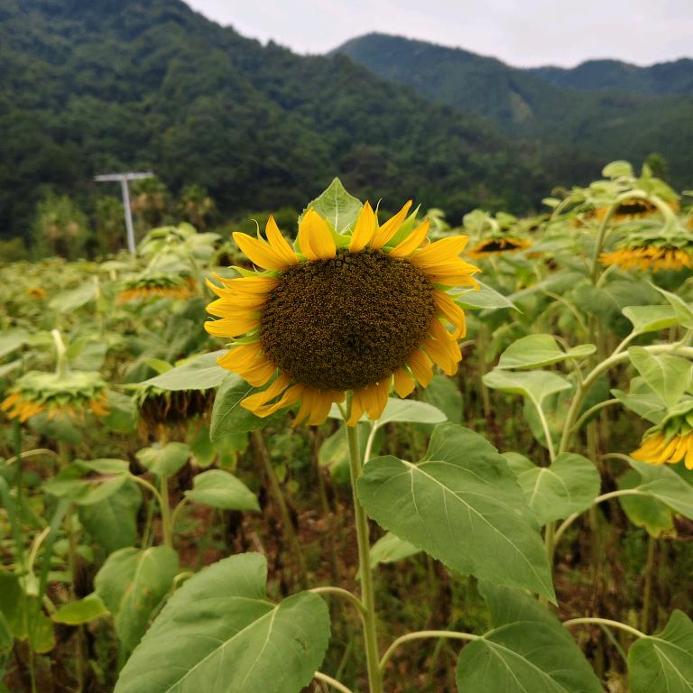 康美号