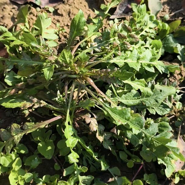 挖野菜的双双