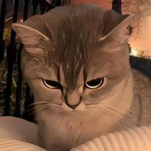 房东家的猫