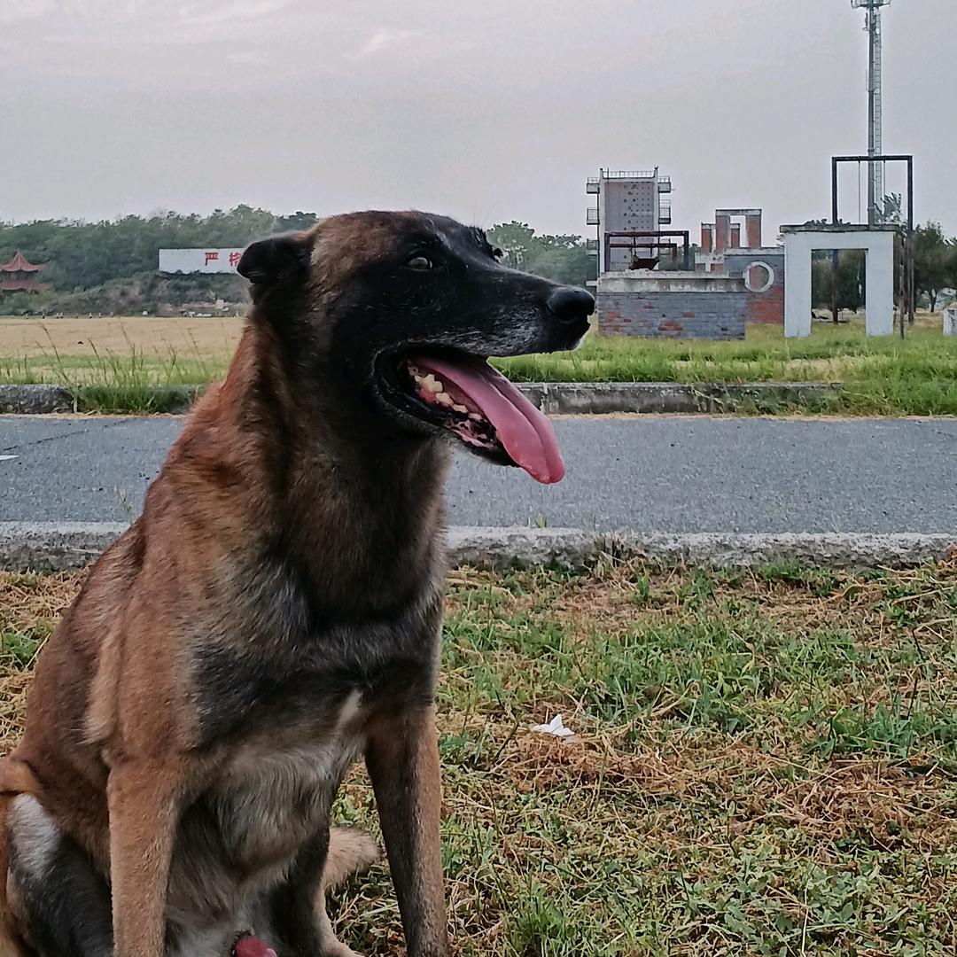犬的家