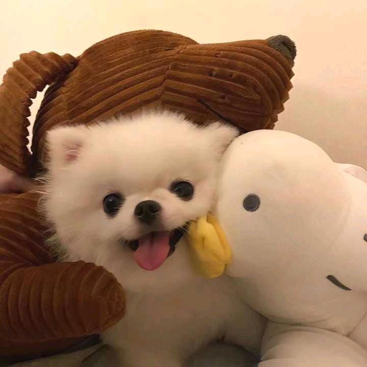 ^0^泡泡