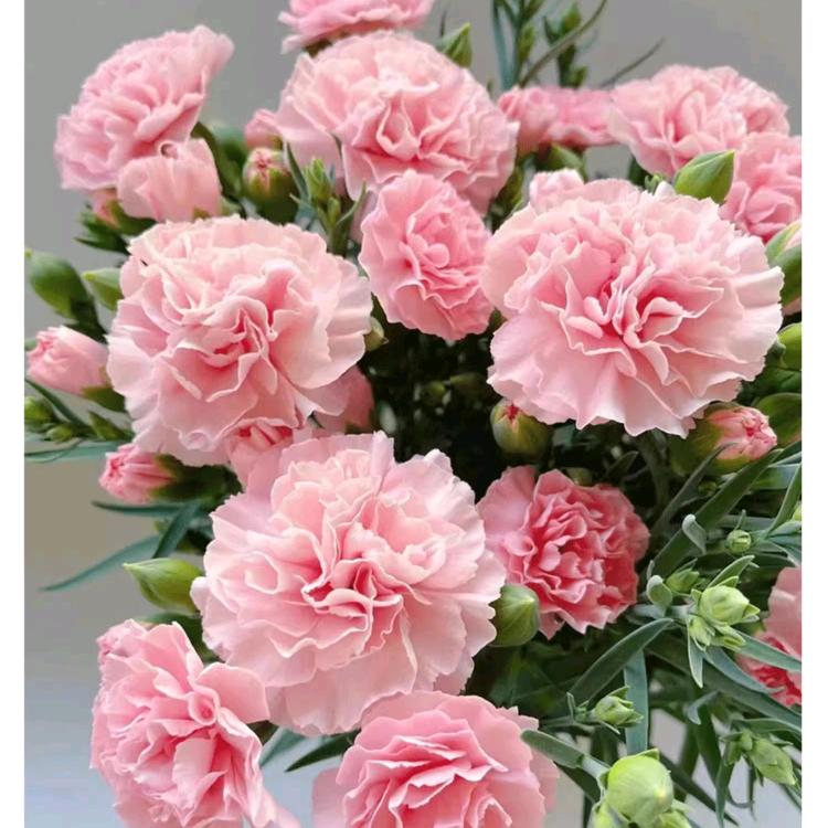 涵芹园艺坊