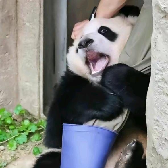进击的福猪猪(学英语版)