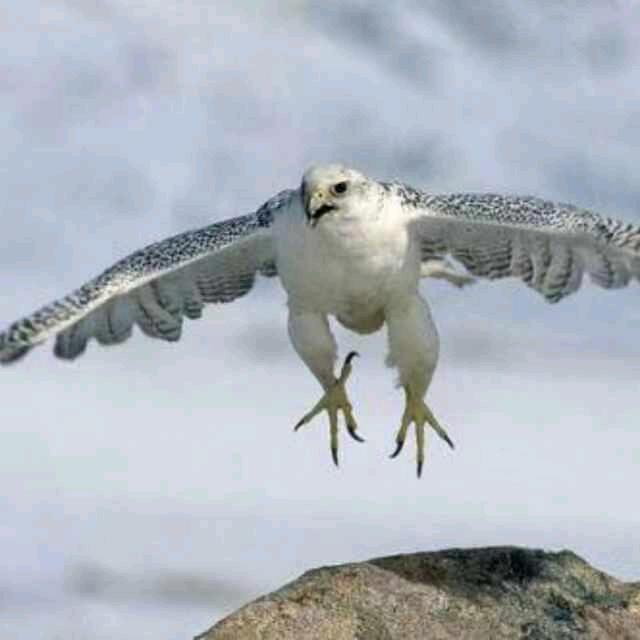 泡果沙拐枣