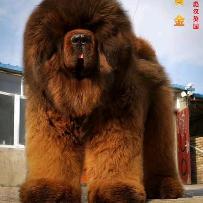 河北飙汉獒园