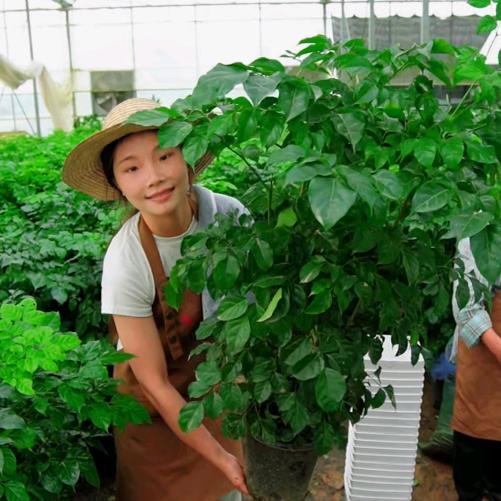 新华绿植