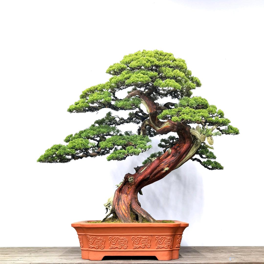 黄家盆景园