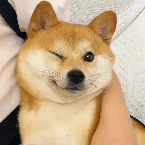 小树电影吧