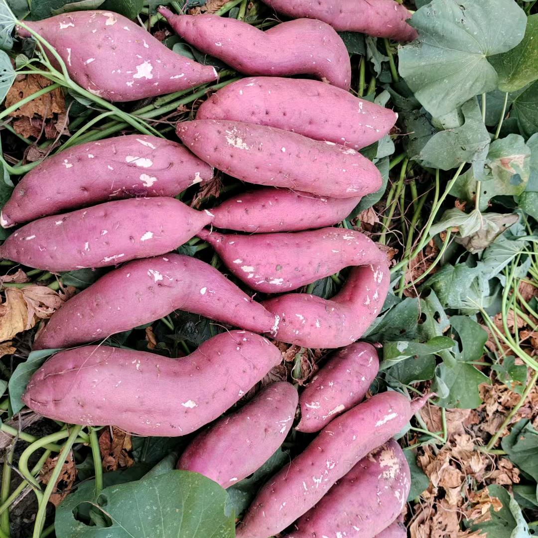 唐河红薯