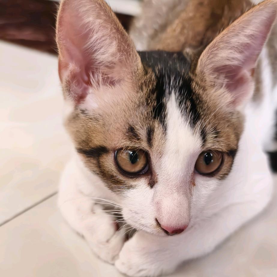 花花是只猫