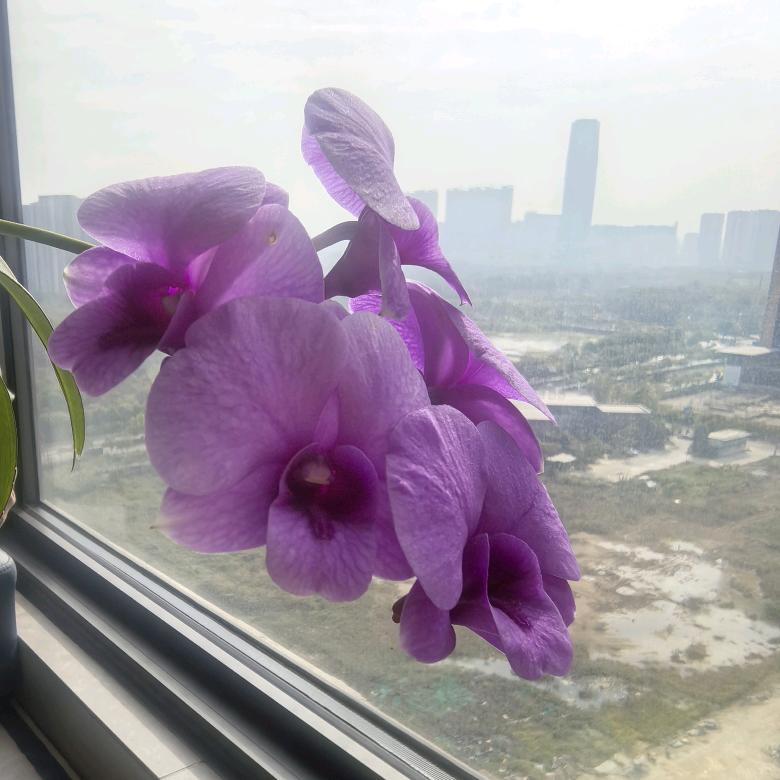 景色书社