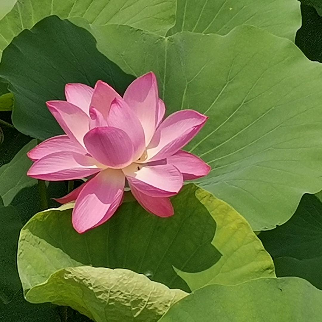 古城东门裡