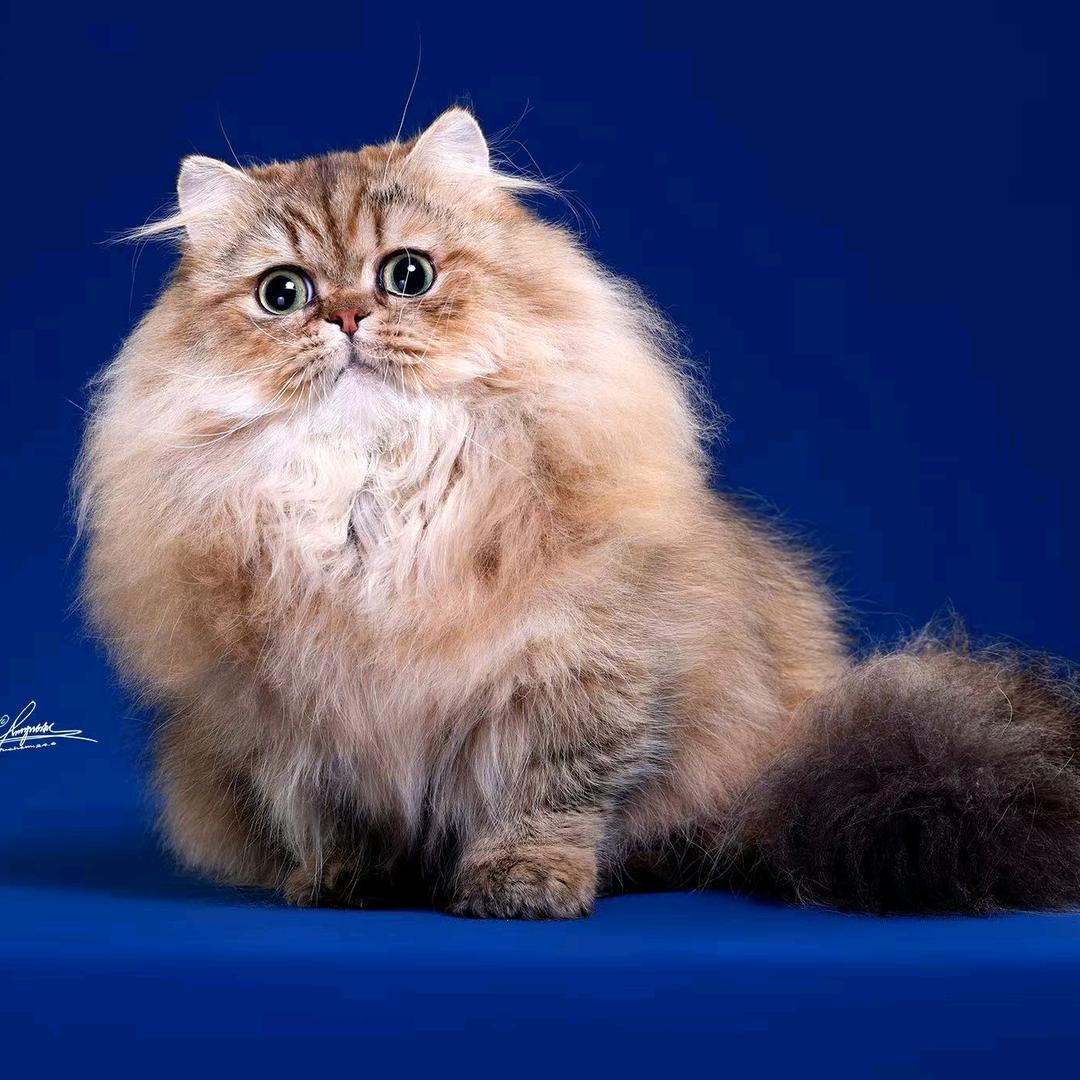 Faitymina cat