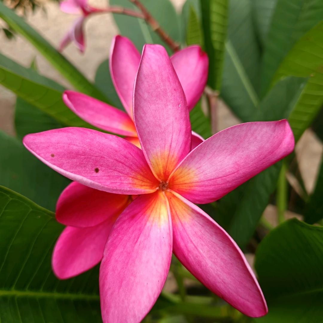红果果
