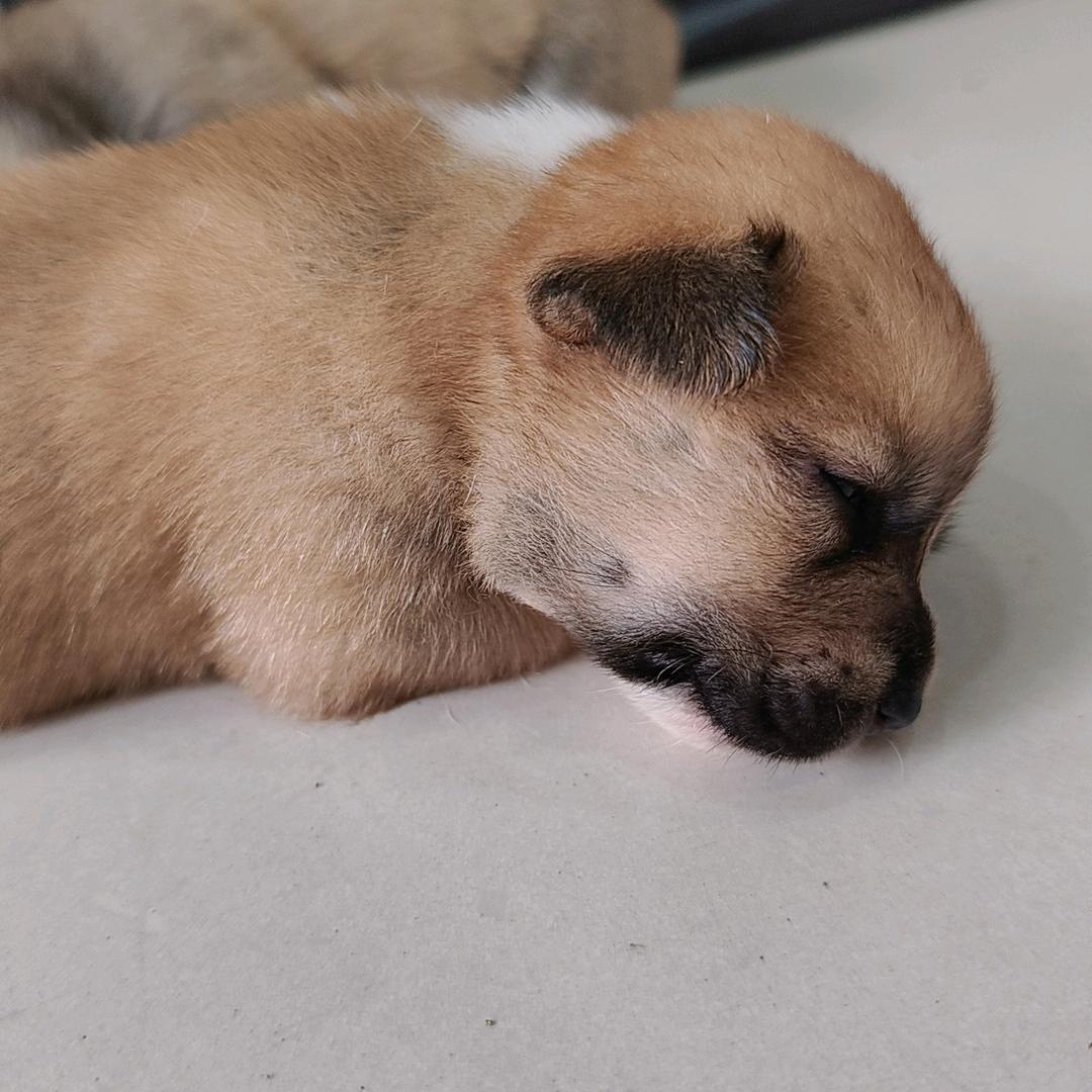 小狗🐾日记