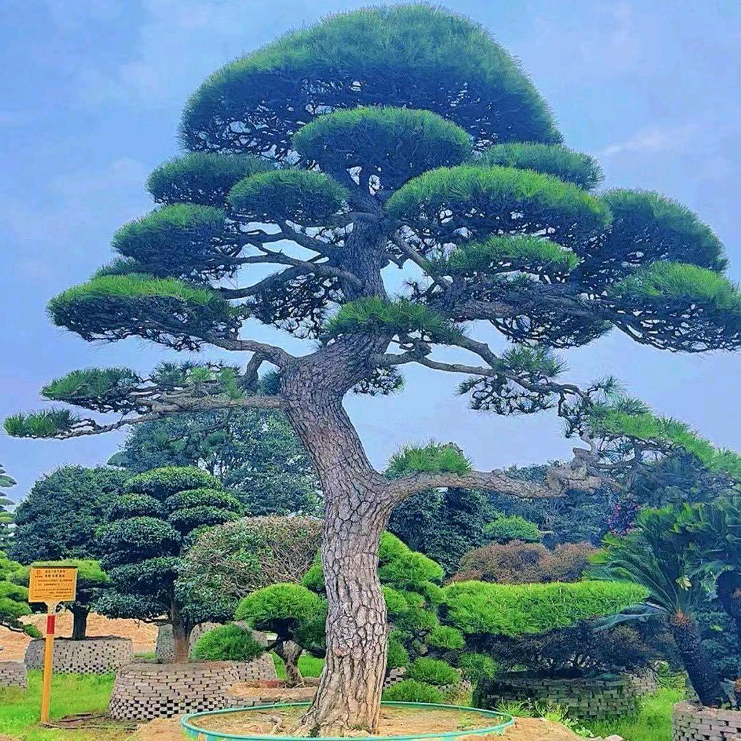 葛二蛋盆景园