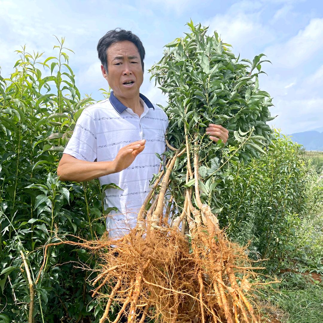 夕飞诚达果苗基地
