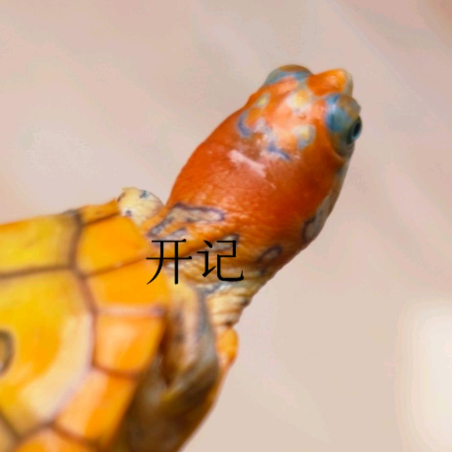 开记龟宠