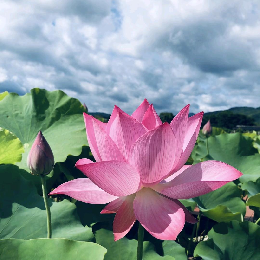 招财进宝
