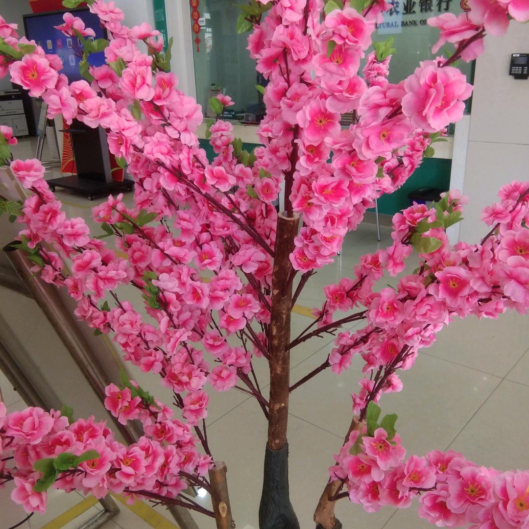 蒲哥