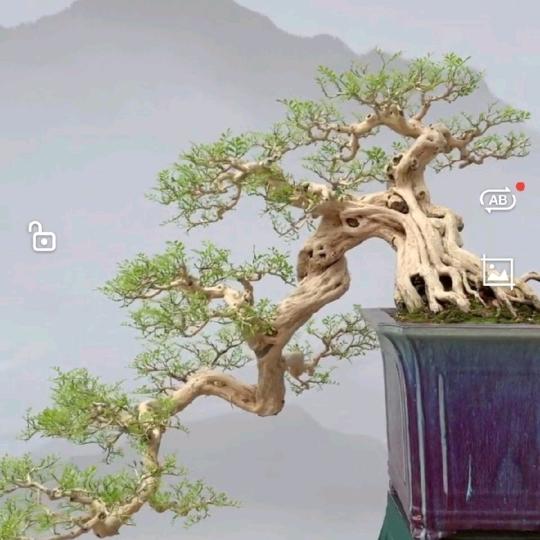 贵州花木