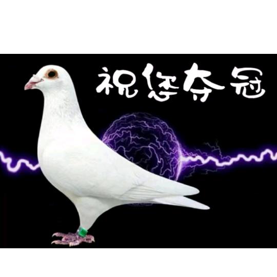 小王哥