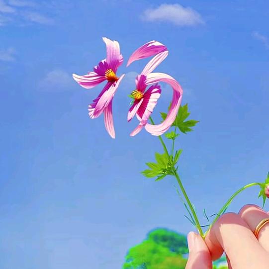 🌸 一枝素花🌸