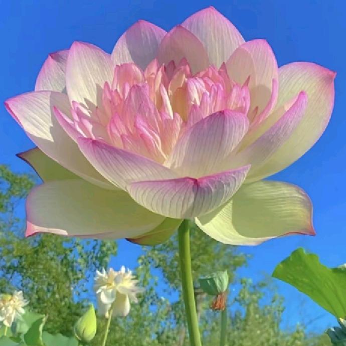 淑芬（一个人）