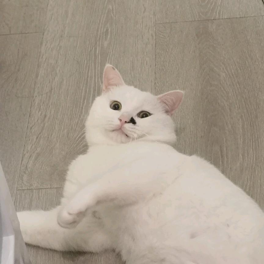 小鳄鱼爱洗澡