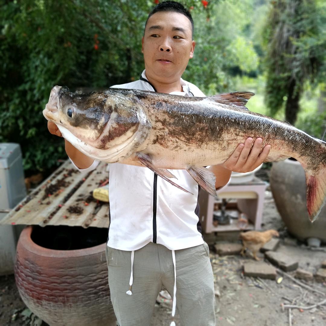 杨三哥钓鱼
