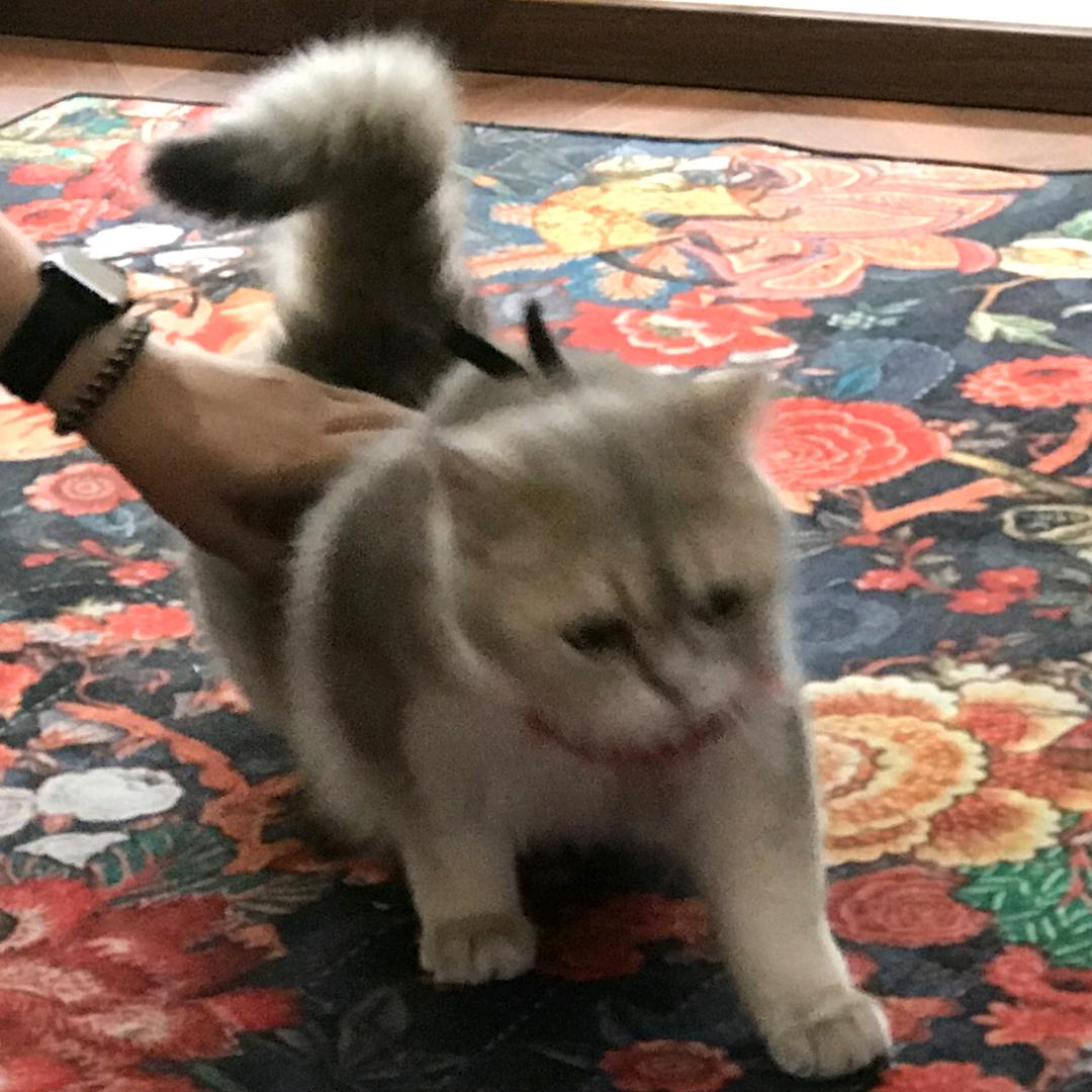 汤圆