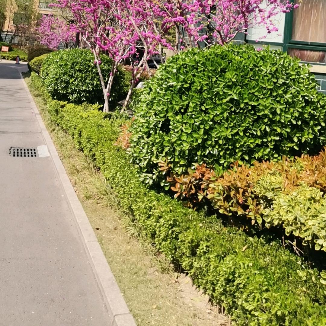 花开月