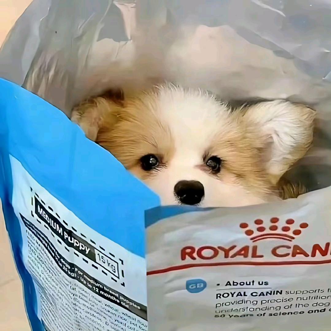 洛晨