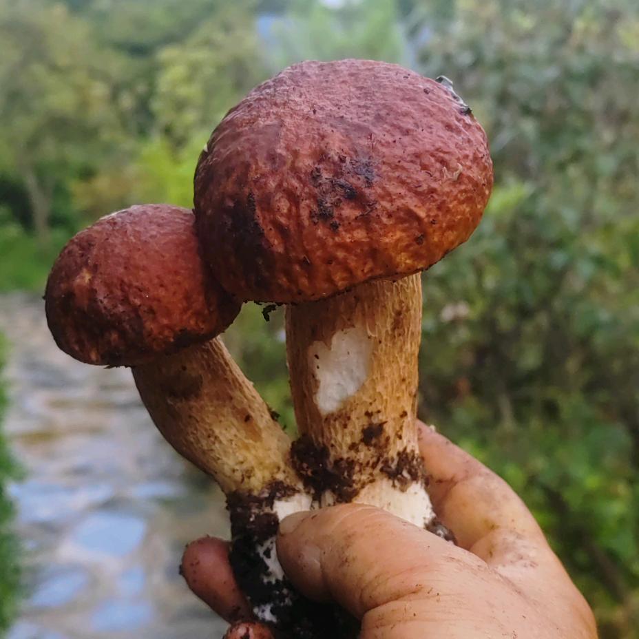 木恩